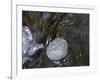 Rock with the Word Trust in Water-null-Framed Photographic Print