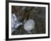 Rock with the Word Trust in Water-null-Framed Photographic Print