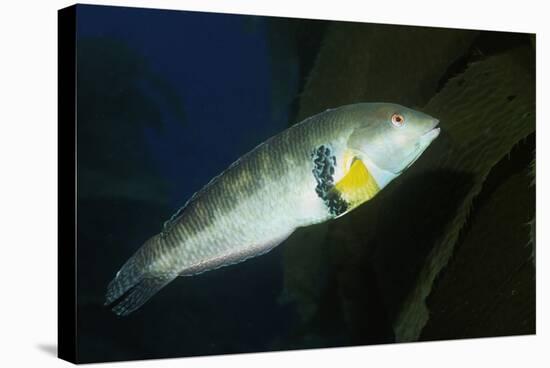 Rock Wrasse-Hal Beral-Stretched Canvas