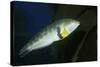 Rock Wrasse-Hal Beral-Stretched Canvas