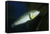 Rock Wrasse-Hal Beral-Framed Stretched Canvas