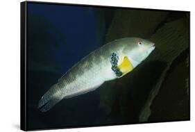 Rock Wrasse-Hal Beral-Framed Stretched Canvas