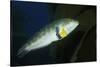 Rock Wrasse-Hal Beral-Stretched Canvas