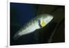 Rock Wrasse-Hal Beral-Framed Photographic Print