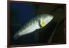 Rock Wrasse-Hal Beral-Framed Photographic Print