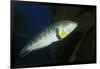 Rock Wrasse-Hal Beral-Framed Photographic Print