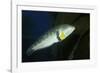 Rock Wrasse-Hal Beral-Framed Photographic Print