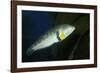 Rock Wrasse-Hal Beral-Framed Photographic Print