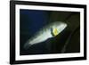 Rock Wrasse-Hal Beral-Framed Photographic Print