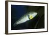 Rock Wrasse-Hal Beral-Framed Photographic Print