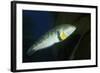 Rock Wrasse-Hal Beral-Framed Photographic Print