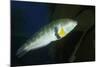 Rock Wrasse-Hal Beral-Mounted Photographic Print