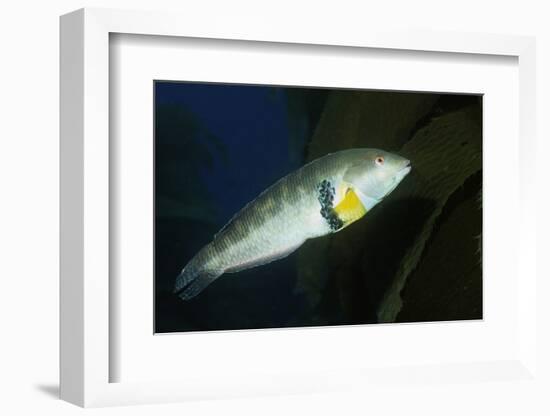 Rock Wrasse-Hal Beral-Framed Photographic Print