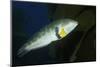 Rock Wrasse-Hal Beral-Mounted Photographic Print