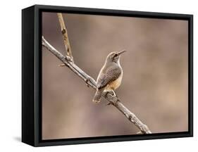 Rock Wren, Anza-Borrego Desert State Park, California, USA-Diane Johnson-Framed Stretched Canvas