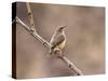 Rock Wren, Anza-Borrego Desert State Park, California, USA-Diane Johnson-Stretched Canvas