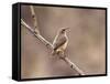 Rock Wren, Anza-Borrego Desert State Park, California, USA-Diane Johnson-Framed Stretched Canvas