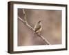 Rock Wren, Anza-Borrego Desert State Park, California, USA-Diane Johnson-Framed Photographic Print