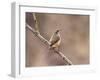 Rock Wren, Anza-Borrego Desert State Park, California, USA-Diane Johnson-Framed Photographic Print