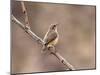 Rock Wren, Anza-Borrego Desert State Park, California, USA-Diane Johnson-Mounted Photographic Print