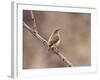 Rock Wren, Anza-Borrego Desert State Park, California, USA-Diane Johnson-Framed Photographic Print