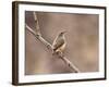 Rock Wren, Anza-Borrego Desert State Park, California, USA-Diane Johnson-Framed Photographic Print