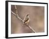 Rock Wren, Anza-Borrego Desert State Park, California, USA-Diane Johnson-Framed Photographic Print