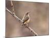 Rock Wren, Anza-Borrego Desert State Park, California, USA-Diane Johnson-Mounted Photographic Print