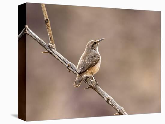 Rock Wren, Anza-Borrego Desert State Park, California, USA-Diane Johnson-Stretched Canvas