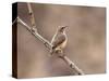 Rock Wren, Anza-Borrego Desert State Park, California, USA-Diane Johnson-Stretched Canvas