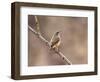 Rock Wren, Anza-Borrego Desert State Park, California, USA-Diane Johnson-Framed Photographic Print