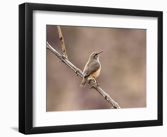 Rock Wren, Anza-Borrego Desert State Park, California, USA-Diane Johnson-Framed Photographic Print