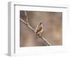 Rock Wren, Anza-Borrego Desert State Park, California, USA-Diane Johnson-Framed Photographic Print