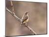 Rock Wren, Anza-Borrego Desert State Park, California, USA-Diane Johnson-Mounted Photographic Print