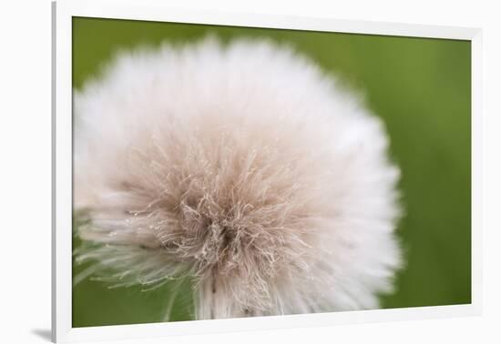 Rockefeller State Park Preserve, New York, USA Close up of a flora puff.-Karen Ann Sullivan-Framed Photographic Print