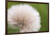 Rockefeller State Park Preserve, New York, USA Close up of a flora puff.-Karen Ann Sullivan-Framed Photographic Print