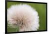 Rockefeller State Park Preserve, New York, USA Close up of a flora puff.-Karen Ann Sullivan-Framed Photographic Print