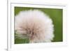 Rockefeller State Park Preserve, New York, USA Close up of a flora puff.-Karen Ann Sullivan-Framed Photographic Print