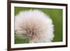 Rockefeller State Park Preserve, New York, USA Close up of a flora puff.-Karen Ann Sullivan-Framed Photographic Print