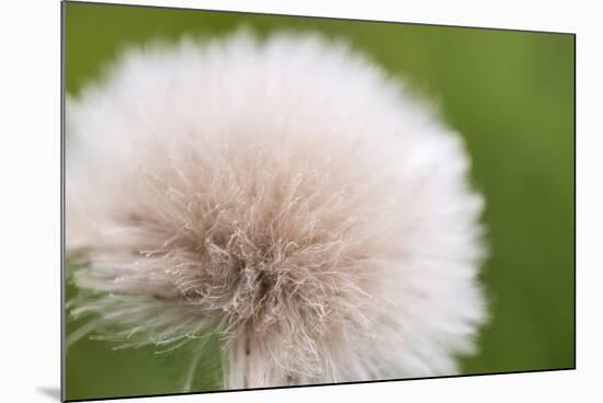 Rockefeller State Park Preserve, New York, USA Close up of a flora puff.-Karen Ann Sullivan-Mounted Photographic Print