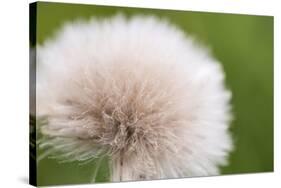 Rockefeller State Park Preserve, New York, USA Close up of a flora puff.-Karen Ann Sullivan-Stretched Canvas