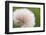 Rockefeller State Park Preserve, New York, USA Close up of a flora puff.-Karen Ann Sullivan-Framed Photographic Print