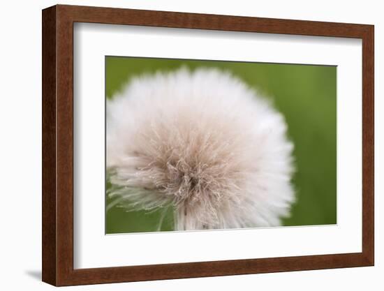 Rockefeller State Park Preserve, New York, USA Close up of a flora puff.-Karen Ann Sullivan-Framed Photographic Print