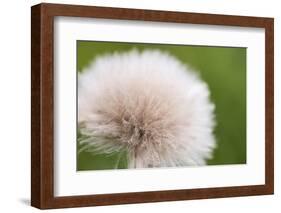 Rockefeller State Park Preserve, New York, USA Close up of a flora puff.-Karen Ann Sullivan-Framed Photographic Print