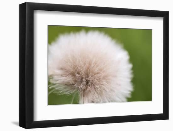 Rockefeller State Park Preserve, New York, USA Close up of a flora puff.-Karen Ann Sullivan-Framed Photographic Print