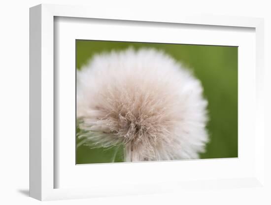 Rockefeller State Park Preserve, New York, USA Close up of a flora puff.-Karen Ann Sullivan-Framed Photographic Print