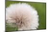 Rockefeller State Park Preserve, New York, USA Close up of a flora puff.-Karen Ann Sullivan-Mounted Photographic Print