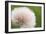 Rockefeller State Park Preserve, New York, USA Close up of a flora puff.-Karen Ann Sullivan-Framed Photographic Print