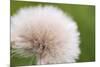 Rockefeller State Park Preserve, New York, USA Close up of a flora puff.-Karen Ann Sullivan-Mounted Premium Photographic Print