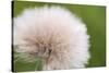 Rockefeller State Park Preserve, New York, USA Close up of a flora puff.-Karen Ann Sullivan-Stretched Canvas